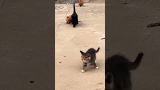 Baby kittens meowing  cute cat ❤️ shorts cat kitty tiktok meow cute [upl. by Cordova]