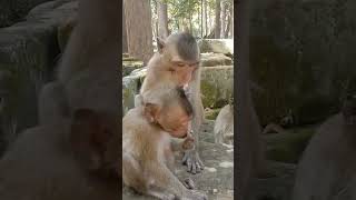 Little Monkey Kiss His mummy [upl. by Annait]