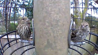 Late Winter backyard birds 03022024 [upl. by Edmea752]