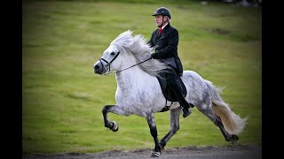 THE ICELANDIC HORSE [upl. by Kavita739]