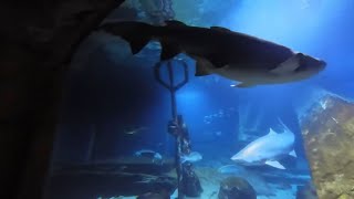 Swimming with the sharks in Long Island [upl. by Godbeare]