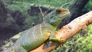 NO COPYRIGHT Reptiles footage 4K [upl. by Kwarteng633]