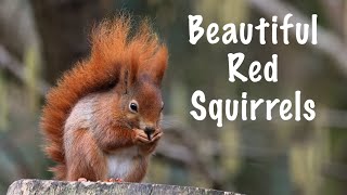 Red Squirrels on the Isle of Wight [upl. by Eerpud]