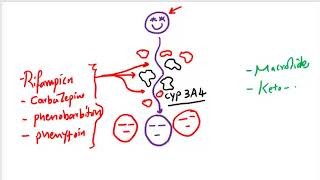 Cytochrome Enzyme inhibitors and inducers [upl. by Nah]