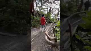 Rain forest trail ucluelet  tofino  shorts [upl. by Kinemod485]