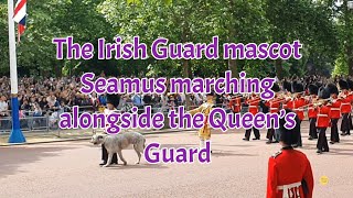 Seamus the Irish Guards mascot steals the show at Trooping the Colour [upl. by Amelina]