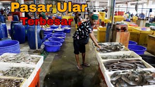 Pasar Ular di Wonogiri Kobra Besar Ternyata Hanya Rp12000 [upl. by Aletsirc]