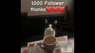 1000 follower meine 3 Katzen sagen danke❤️ cat katze cute catlover kitten shorts [upl. by Ilrebmyk]