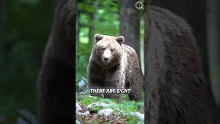 Bears 🐻 Whats Amazing About These Giants ⚠️ shorts bears bear animalfacts animalshorts [upl. by Aivil]