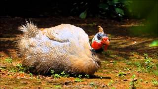 Guinea Fowl  Natural Solution to Garden Pest Problems [upl. by Elyk485]