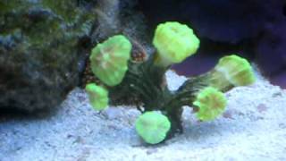 Trumpet Coral Growing or Drying 1 Fish 5410 Trumpet Coral Growing or Dying 014AVI [upl. by Docilu494]