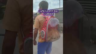 Pet bag carrier shortsviral cat cuteecats cuteanimal cuteecats lovelyecats catlover [upl. by Nylqcaj]