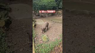 HEY TUSKAR wildlife tuskar animals singapore singaporezoo nature [upl. by Hawk123]