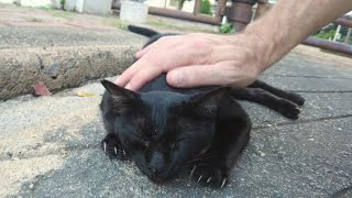 Black cat has a weird meow but a good heart Street cat likes petting [upl. by Ariana920]