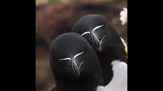 Razorbill bird have unique appearance [upl. by Follmer]