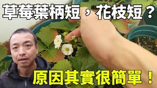 干货！你的草莓叶柄短，花枝短，原因是不是它？Strawberry in potsイチゴの鉢植え【手艺人飞羽】 [upl. by Madonia]