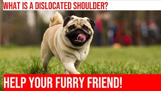 Signs of Dog Dislocated Shoulder How to Help Your Pet [upl. by Lihp]