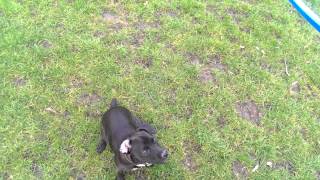 Patterdale Terrier Training Exercise your patterdale terrier with a flinger [upl. by Odnam]