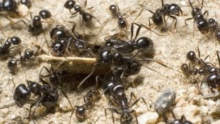 The Ant Cemetery [upl. by Rossi]