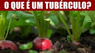 O QUE É UM TUBÉRCULO [upl. by Isobel660]