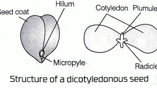 Dicotyledonous seed Structure of seed Dicotyledonous seed in hindi [upl. by Hanah130]