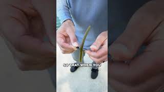 Do you like to fish a Wacky Rig Check out the Wacky Shot fishing coretackle bassfishing [upl. by Meggy]