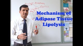 Mechanism of Adipose Tissue Lipolysis [upl. by Neyrb]