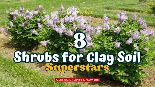 Top 8 Shrubs for Clay Soil Superstars 🌸🌷🌺  Gardening Ideas [upl. by Roosnam958]