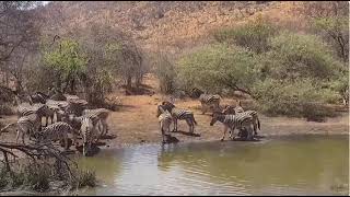 Zebras With Foals Stop A Drink 10 26 2024 [upl. by Enehpets]