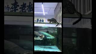 🐈 💀edit transition monsteraquarium arapaimafish fish monster fish [upl. by Atel]