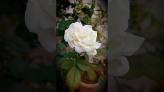 White rose roses youtubeshort [upl. by Crescint]