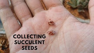 COLLECTING SUCCULENT SEEDS [upl. by Acirretahs]