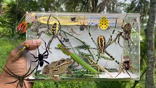 Hunt for weaver spiders and widow spiders‼️frog cicada praying mantis katydid golden beetle [upl. by Aidil949]