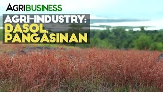 AgriIndustries  Dasol Pangasinan AgriIndustries  Agribusiness Philippines [upl. by Nedyah707]