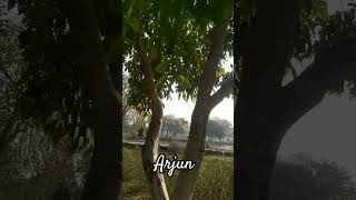 starfruit treearjun ka pedterminalia arjunaayurvedashortvideotrendingviralknownayurveda [upl. by Dyl]