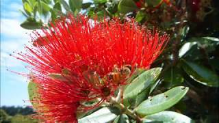 Music of the plants Pohutukawa Tree [upl. by Tak]