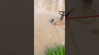 Rescue Big Turtle Stuck in Flooded Pipe rescue rescueanimals unclog satisfying trend shorts [upl. by Fiorenze308]