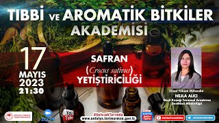 Tıbbi ve Aromatik Bitkiler Akademisi41 Safran Crocus sativus Yetiştiriciliği Zir Yük Müh Nejla [upl. by Ghiselin]