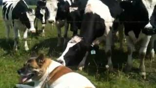 Akita attack cows [upl. by Itsirc70]