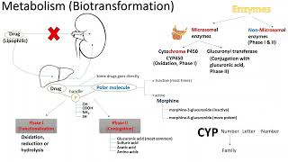 Metabolism  Hepatic microsomal enzymes  in Arabic  بالعربي [upl. by Noraha690]