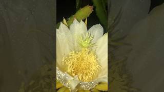 Beautiful Dragon Fruit Bloom draganfruit viralshorts terracegarden [upl. by Burgener88]