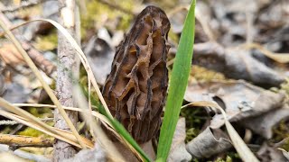 Morilles 2022 cueillette du jour morilles [upl. by Branch163]