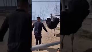 Why ostrich to swell their neckfunny and most viral shot [upl. by Eetak134]