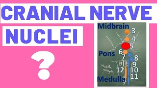 Cranial Nerve nuclei  cranial nerve nuclei in brainstem  cranial nerve nuclei mnemonic [upl. by Eemia]