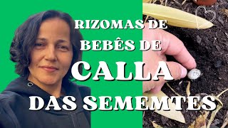 Removing calla Lily first rizoms from seeds [upl. by Moore494]