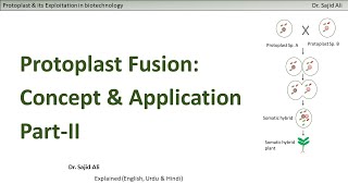 Courses  IBGE313  Protoplast Fusion amp Somatic Hybrids part2  Cybrids  Cytoplasmic hybrids [upl. by Goody]