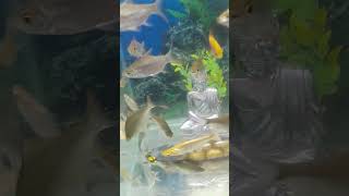 aquarium fish song download in HD video songs free to talk with me [upl. by Anehsak]