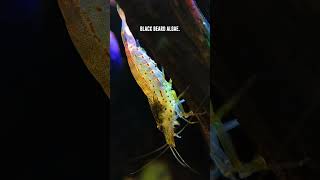 Amano Shrimp 🦐 What Algae Do They Eat Complete Guide [upl. by Arimlede]