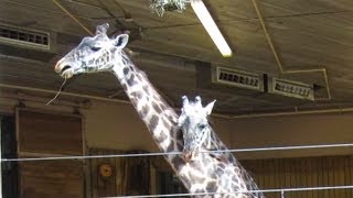 Giraffe TimeLapse at Roger Williams Park Zoo [upl. by Airretnahs]