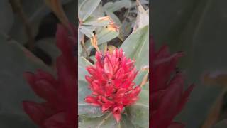 Costus  ginger family  zingiberaceae Canton ginger Zingiber officinale [upl. by Beacham]